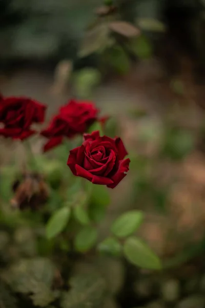Foyer Peu Profond Roses Rouges Dans Nature — Photo