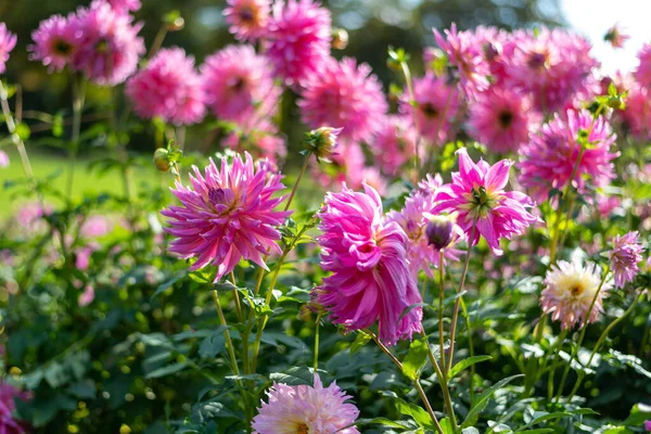 Close Shot Beautiful Fragrant Pink Dahlia Flowers Garden Sunlight — ストック写真