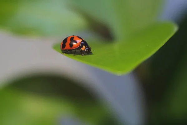 Yeşil Bir Bitkinin Üzerindeki Kırmızı Uğur Böceğinin Yakın Çekimi — Stok fotoğraf