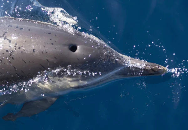 Dauphin Nageant Dans Eau Dans Mer Cantabrique Espagne Nord — Photo