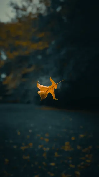나뭇잎의 샷떨어지다 — 스톡 사진