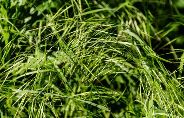 Hierba Verde Fresca Bajo Luz Del Sol — Foto de Stock