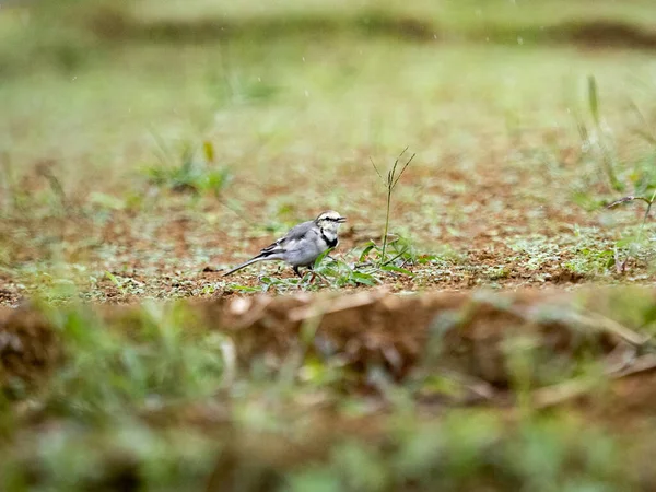 Selective Focus White Wagtail Perched Ground Blurry Background — Stock Photo, Image