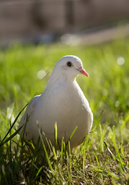 Mise Point Sélective Pigeon Blanc Sur Sol Herbeux — Photo