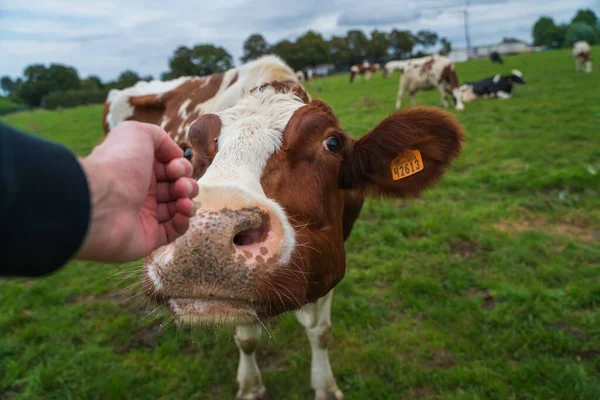 Una Mano Acariciando Una Vaca Pastando Pasto —  Fotos de Stock
