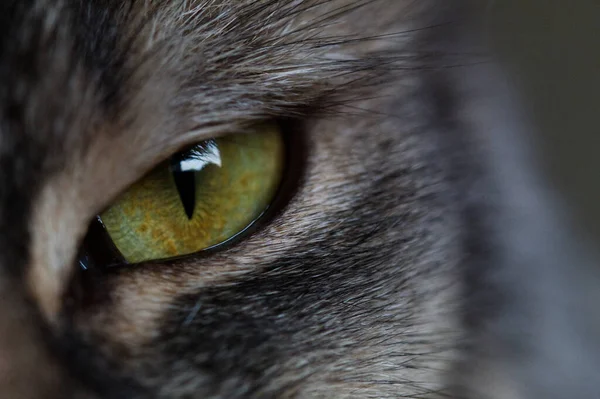 Una Macro Toma Del Ojo Verde Gato —  Fotos de Stock