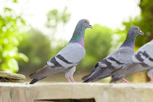 Die Schönen Tauben Park Mit Bokeh Lichtern Hintergrund — Stockfoto