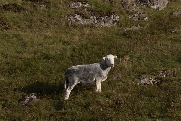 一只羊在山上的牧场上吃草 — 图库照片