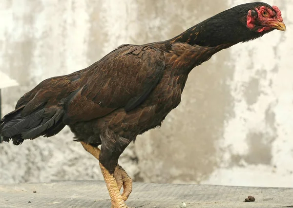 Asil Bir Tavuğun Seçici Odak Noktası — Stok fotoğraf