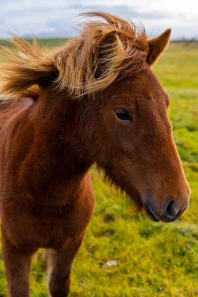 Vertical Shot Icelandic Horse — Stock Photo, Image