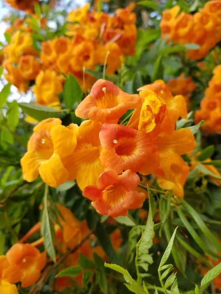 Gros Plan Fleurs Tekoma Kampsis Orange Poussant Dans Jardin — Photo