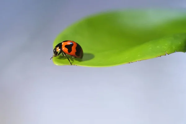 Een Lieveheersbeestje Een Punt Van Een Groen Blad — Stockfoto