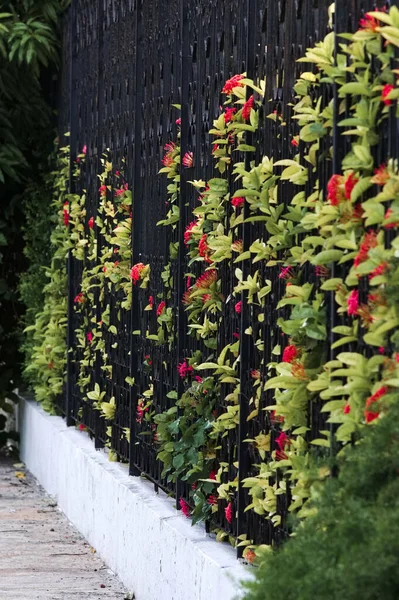 색깔있는 꽃들이 매달려 울타리의 아름다운 — 스톡 사진
