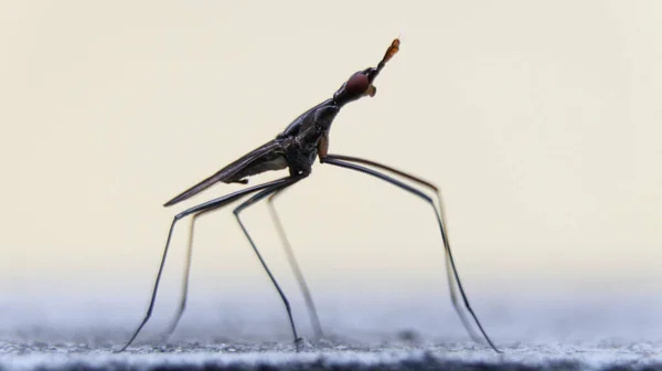 Une Neriidae Diptère Mouche Cactus Avec Six Longues Jambes Debout — Photo