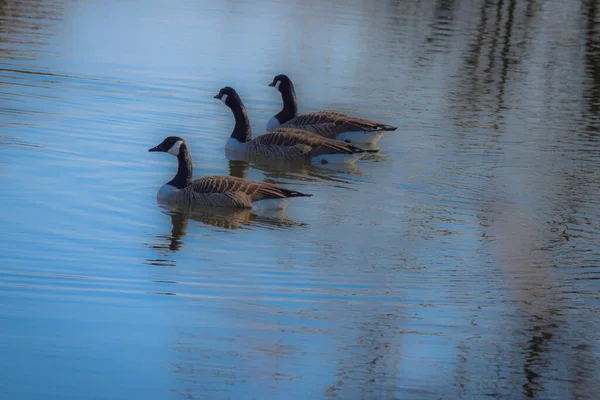 Beau Plan Trois Canards Mignons Nageant Dans Lac Réflexion Eau — Photo