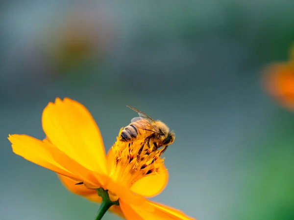 一只蜜蜂在一个黄色的花园上的特写 在阳光下 宇宙的花朵上 — 图库照片