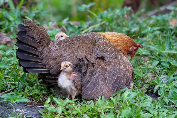 Mother Hen Green Grass Chicks — Stock Photo, Image