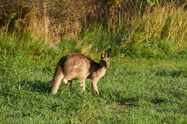 Schöne Aufnahme Eines Ostergrauen Kängurus Wald Das Direkt Die Kamera — Stockfoto