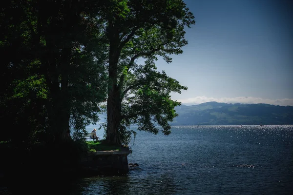 Uma Vista Panorâmica Uma Árvore Sobre Fundo Azul Lago — Fotografia de Stock