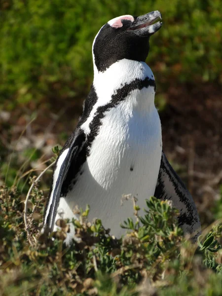 Eine Selektion Eines Afrikanischen Pinguins Spheniscus Demersus — Stockfoto