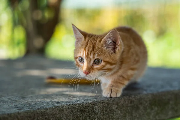 Pisoi Tabby Suprafață Beton — Fotografie, imagine de stoc