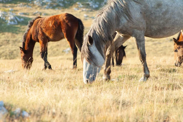 Horses Mountains Sunny Day — Stock Photo, Image