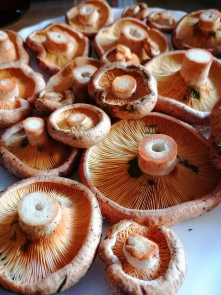 Close Grupo Cogumelos Tamanhos Diferentes Que Estão Capson Toalha Mesa — Fotografia de Stock