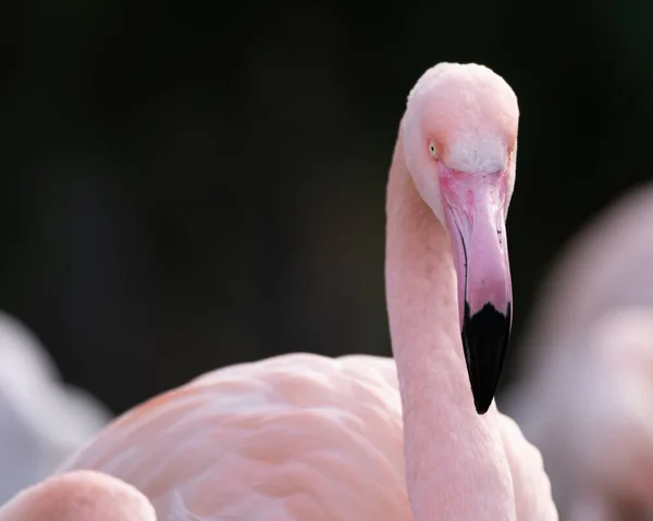 Närbild Bild Rosa Flamingo Suddig Bakgrund — Stockfoto