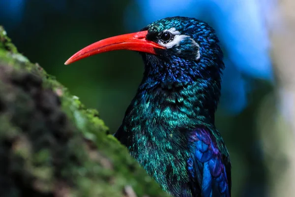 Enfoque Selectivo Pájaro Abubilla Pico Sable Posado Una Rama Árbol —  Fotos de Stock