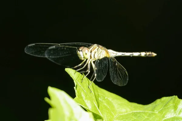 Closeup Shot Gray Dragonfly Green Leaf Black Background — Stock Photo, Image