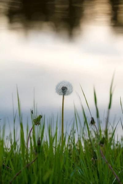 Selective Focus Shot Blooming Dandelion Pond — стоковое фото