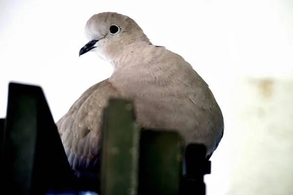 Selective Focus Shot Dove Perched Fence — Stock Photo, Image