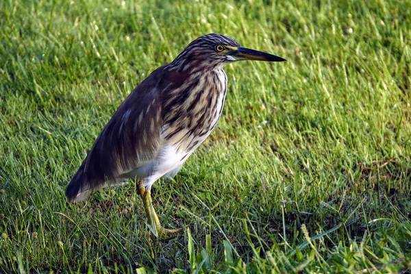 Gros Plan Héron Étang Indien Paddybird Ardeola Grayii Debout Sur — Photo