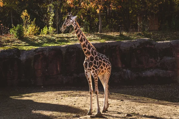Scenic View Giraffe Zoo Sunny Weather — Stock Photo, Image