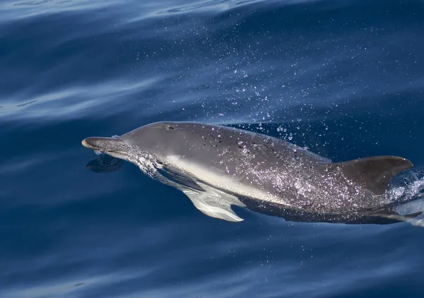 Delfin Som Simmar Vattnet Kantabriska Havet Norra Spanien — Stockfoto