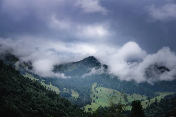 Ein Malerischer Blick Auf Eine Von Nebel Umhüllte Waldlandschaft — Stockfoto