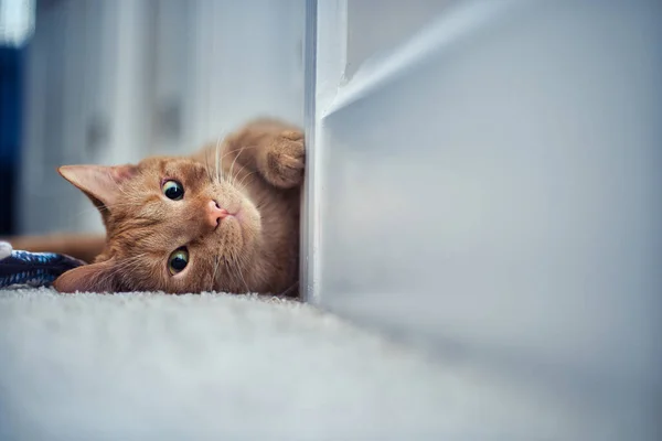 Närbild Söt Orange Tabby Katt Liggande Golvet — Stockfoto