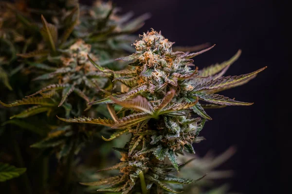 Tıbbi Marihuananın Dalları Arka Planda Çiçek Tomurcukları — Stok fotoğraf