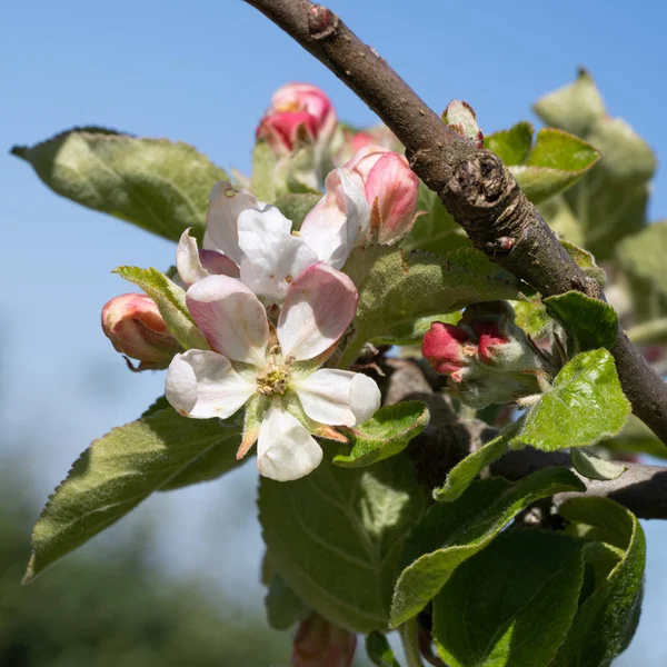 Close Shot Apple Tree Blossoms Springtime Malus Domestic — Photo