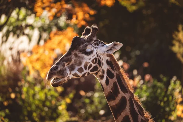 Egy Közeli Kép Egy Zsiráfról Egy Állatkertben Homályos Háttérrel — Stock Fotó