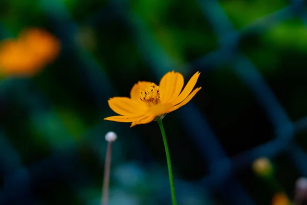 黄色的宇宙硫磺植物花的美丽特写照片 模糊的自然背景 — 图库照片