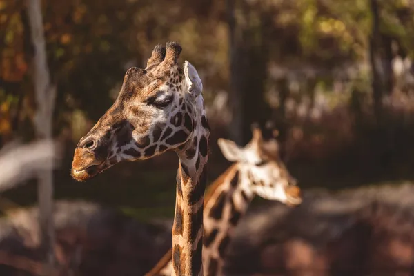 Gros Plan Une Girafe Dans Zoo Sur Fond Flou — Photo