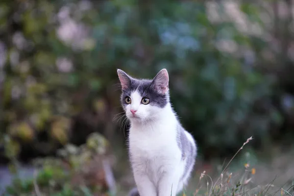 Primer Plano Gato Blanco Negro Pie Sobre Hierba Con Fondo — Foto de Stock