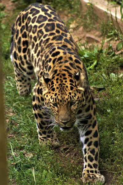 Güzel Bir Leoparın Yakın Plan Fotoğrafı — Stok fotoğraf