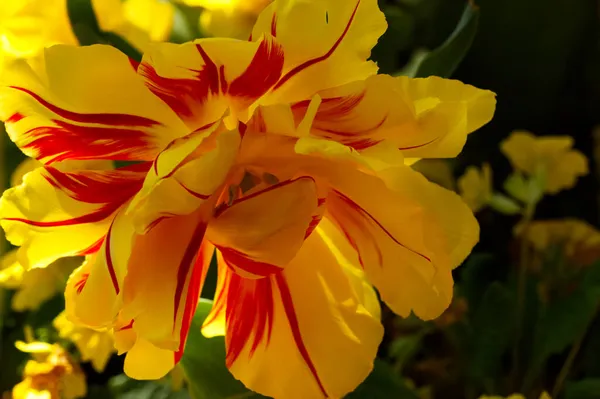 Eine Selektive Fokusaufnahme Einer Gelben Tulpenmonsella Blume — Stockfoto
