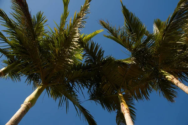 Een Lage Hoek Van Enorme Palmen Met Heldere Luchten Achtergrond — Stockfoto