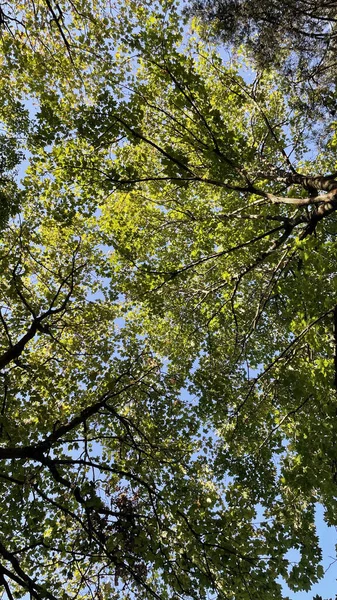 Güneşli Bir Günde Parktaki Güzel Ağaç Yapraklarının Alçak Açılı Görüntüsü — Stok fotoğraf