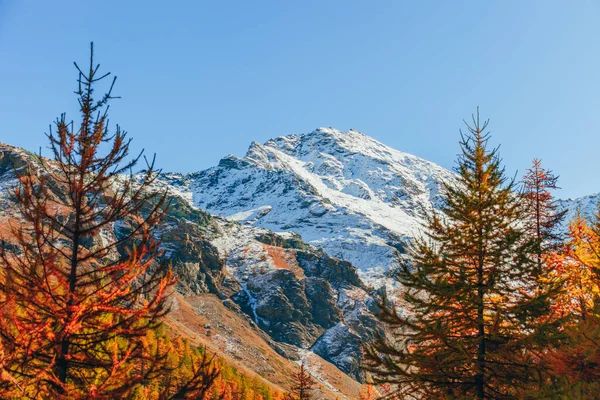 カラフルな森の松の後ろの雪の山の美しい景色 — ストック写真
