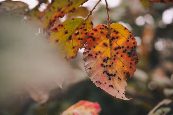 Closeup Dotted Orange Tree Leaves Autumn Trees Background Daytime — Stock Photo, Image
