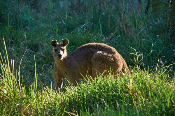 Piękne Ujęcie Wielkanocnego Szarego Kangura Lesie Patrzącego Prosto Kamerę — Zdjęcie stockowe